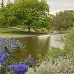 Downtown Davis & UC Davis Arboretum