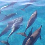 Dolphin Tours