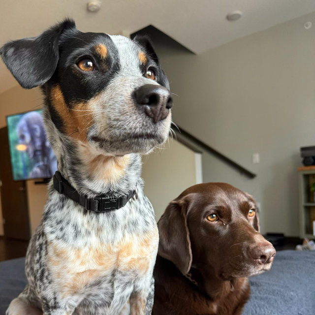 Honeymoon Dog Sitter