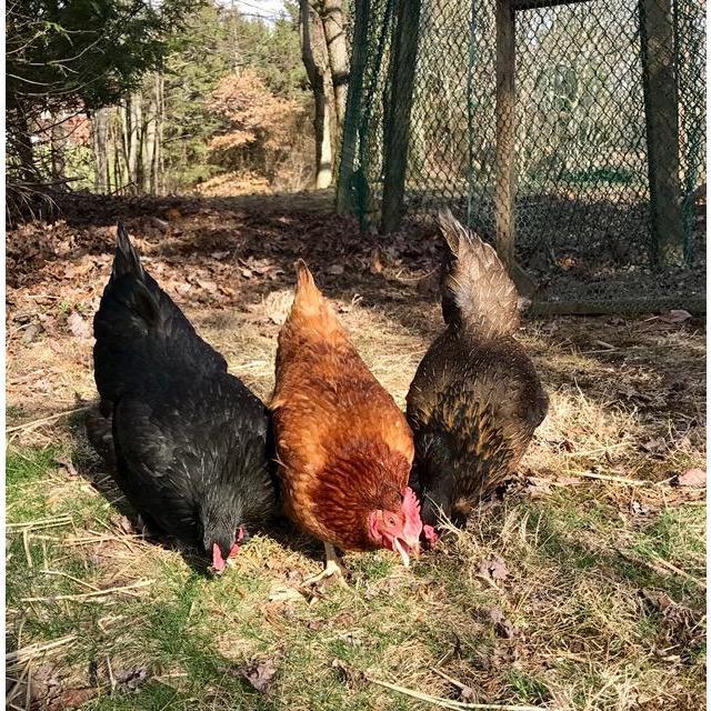 Chickens!