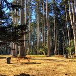 Mendocino Grove