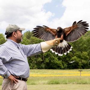 Honeymoon Falconry Experience