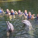 Dolphins Plus Bayside