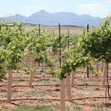 Sonoita Vineyards