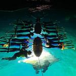 Manta Ray Night Snorkel