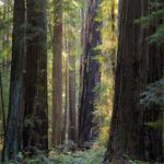 Hendy Redwoods State Park