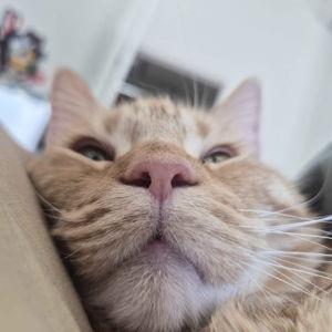 treats for the fat orange cat