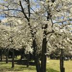 Piedmont Park