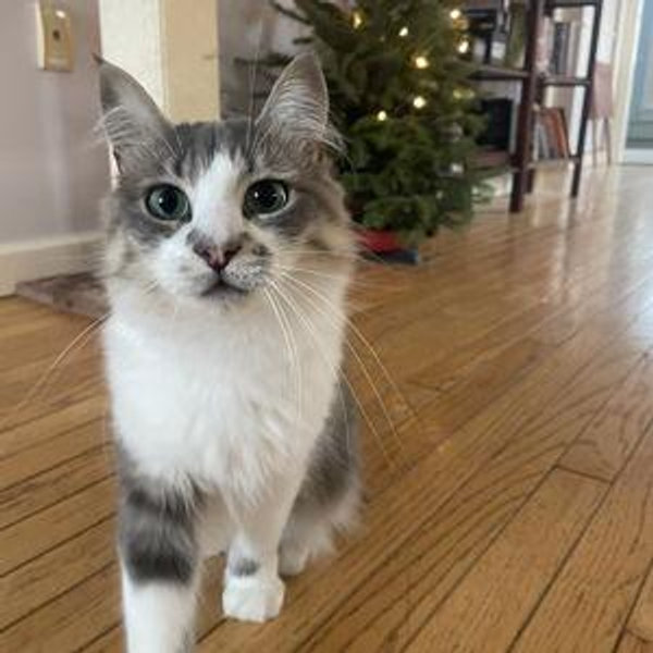 Cat Sitter for Honeymoon