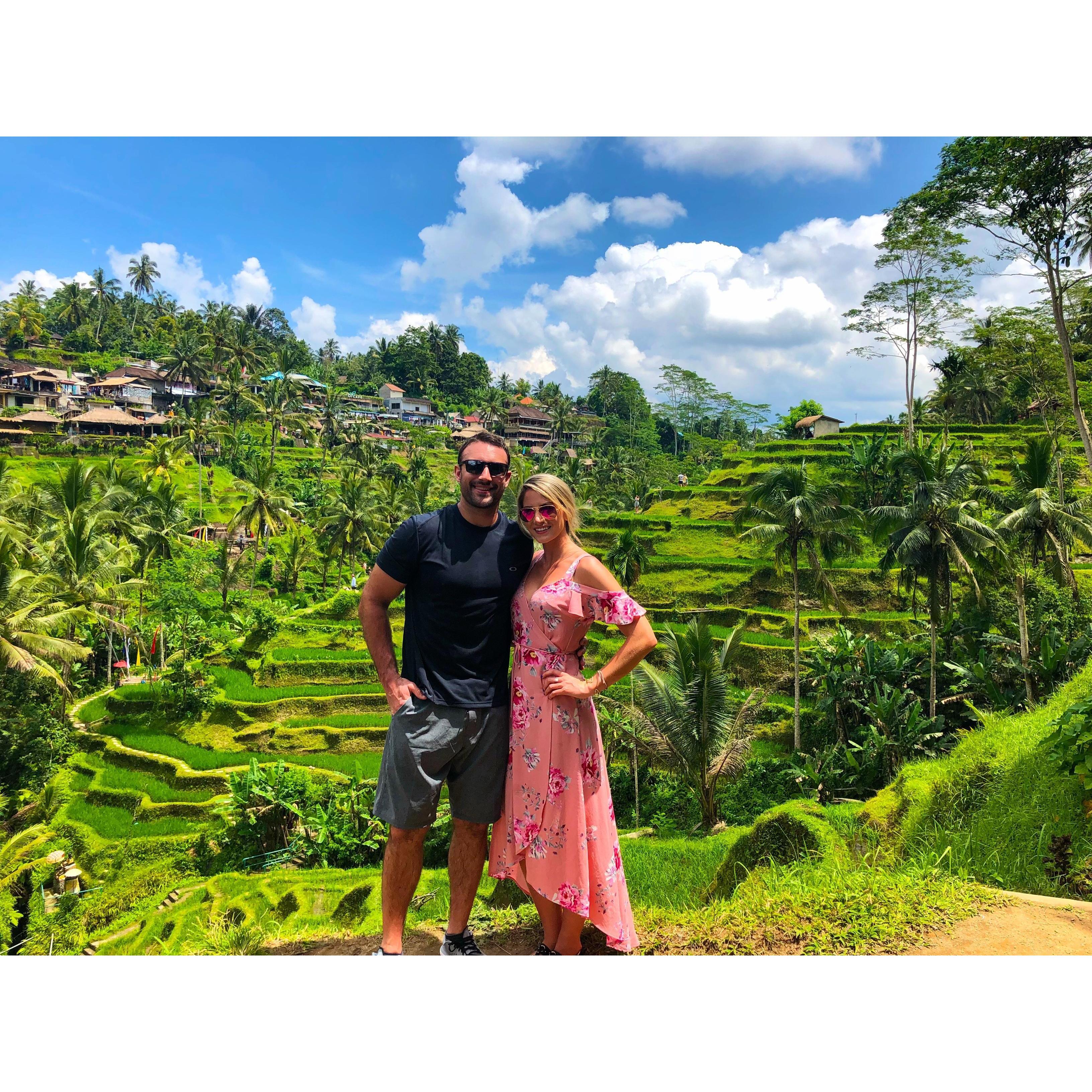 Rice fields in Bali