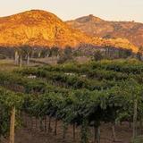 Orfila Vineyards and Winery