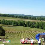 Arrington Vineyards