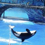 SeaWorld Orlando