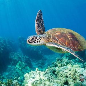 Ultimate Kauai Snorkel Adventure