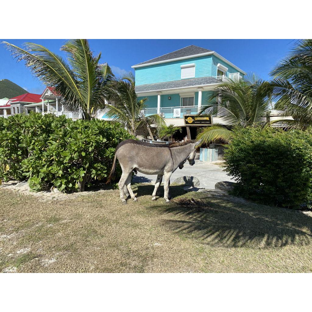 Wild Donkeys!