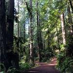 Arcata Community Forest
