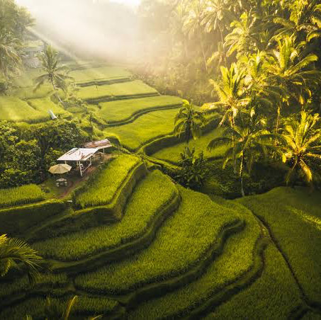 Temple & Rice Fields Tour in Bali (Honeymoon)
