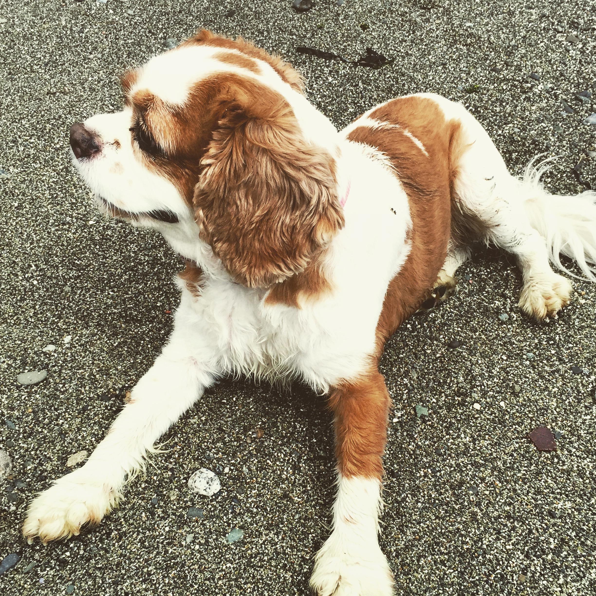 Our littlest beach lover