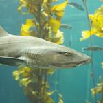 Swimming with Leopard Sharks