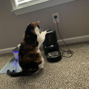 Fancy Litterbox Fund