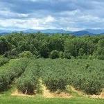Pelkey's Blueberries