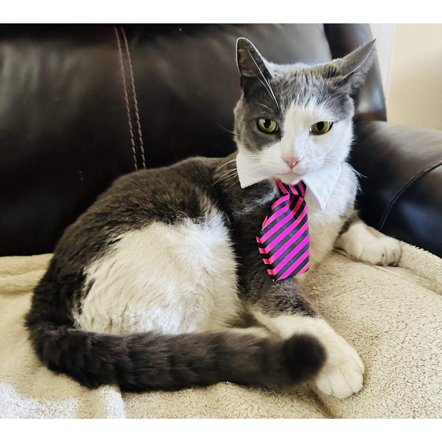 Cat # 1: Lionel teaches constitutional law at Columbia University.