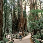 Muir Woods