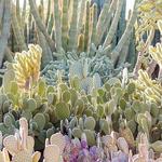 Desert Botanical Garden