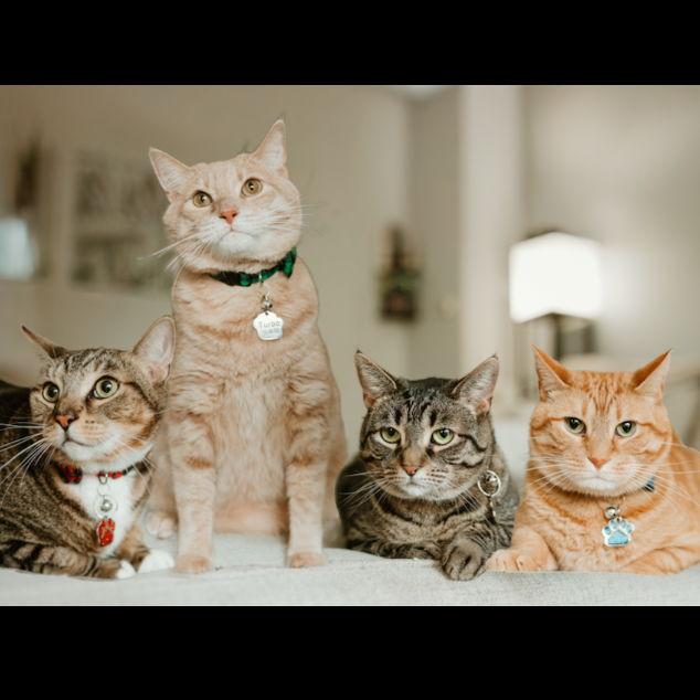 Our fur babies