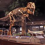 Museum of the Rockies