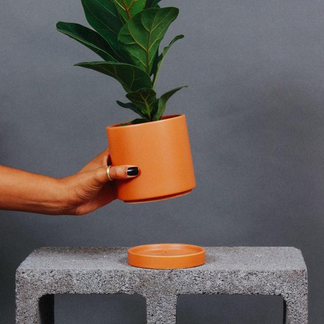 Fiddle Leaf Fig (live plant)