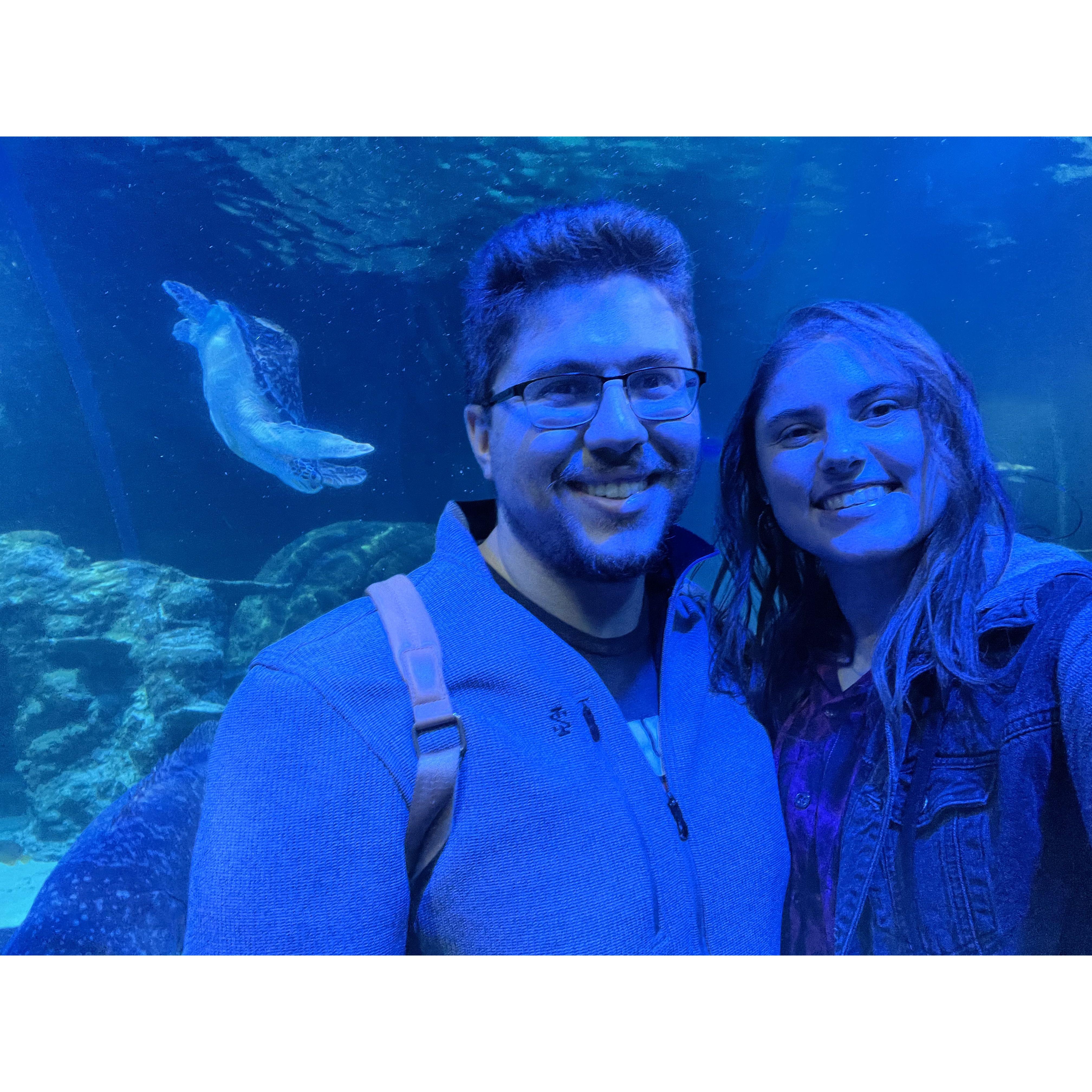 The turtle is actually the star of the show here.