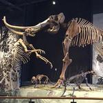 Natural History Museum of Utah