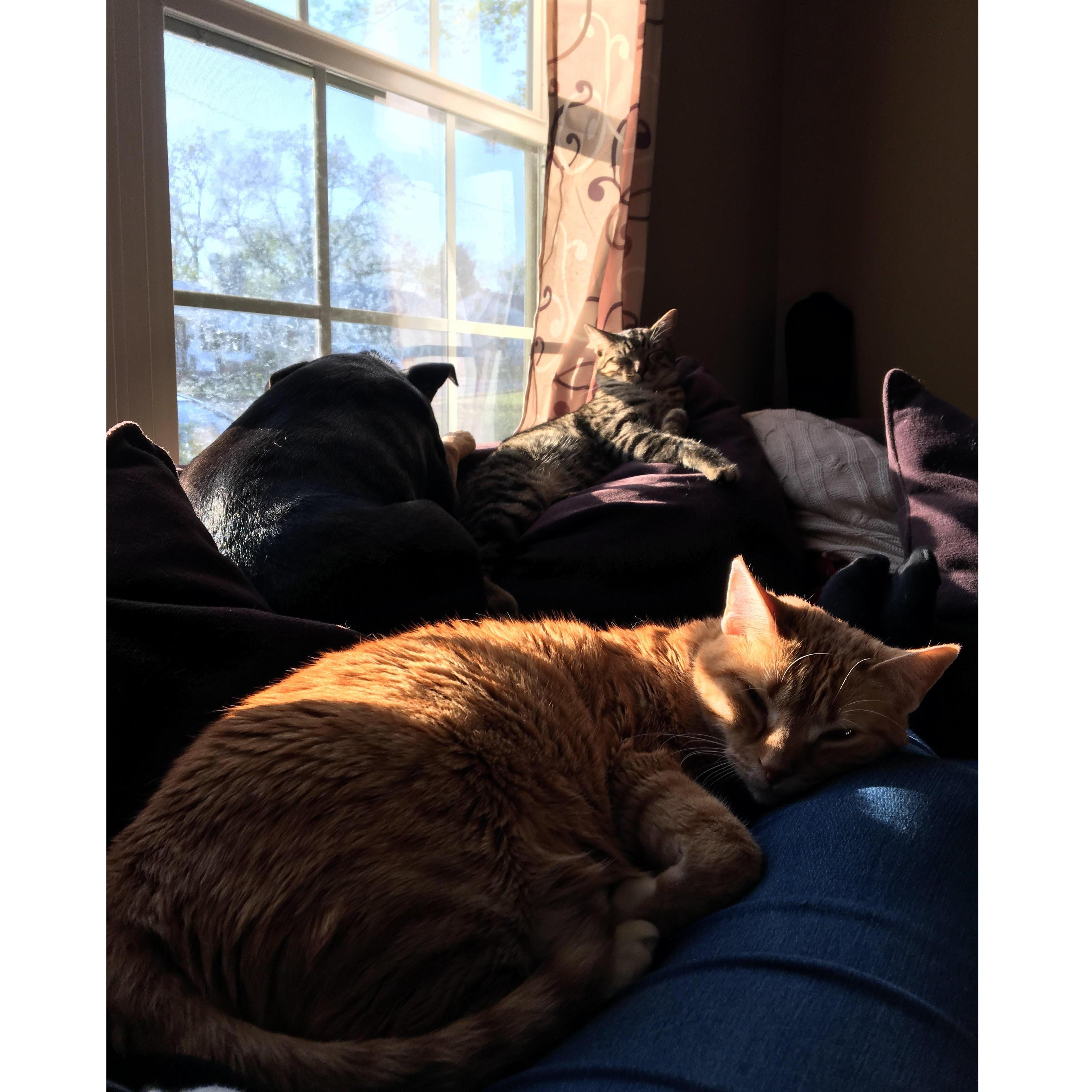 Our love story wouldn't be complete without introducing our wild (mostly sleepy) crew.