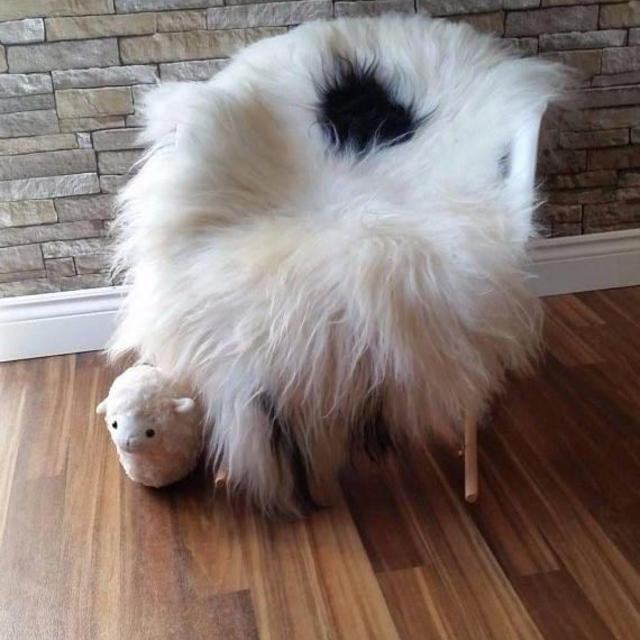 Natural Genuine Rare Breed Icelandic Sheepskin Rug soft long wool # i5