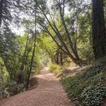 Pogonip Creek Nature Loop