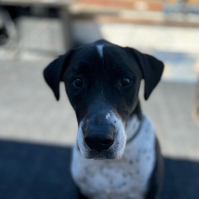 Pet Sitter For Wedding/Honeymoon