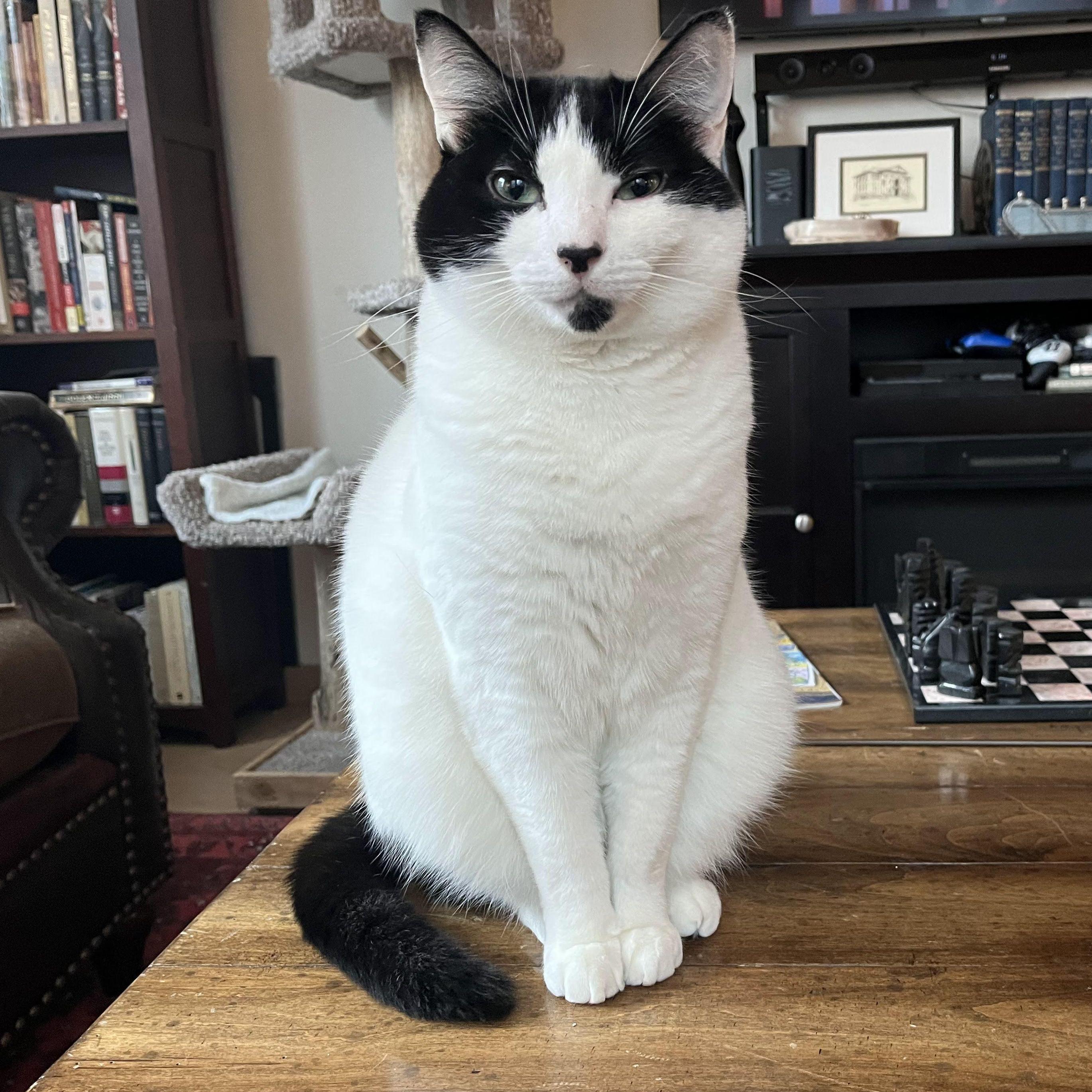 This is Filos! Our sweet boy (and also sometimes a monster).