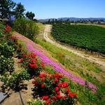 Rancho California Trail Wineries
