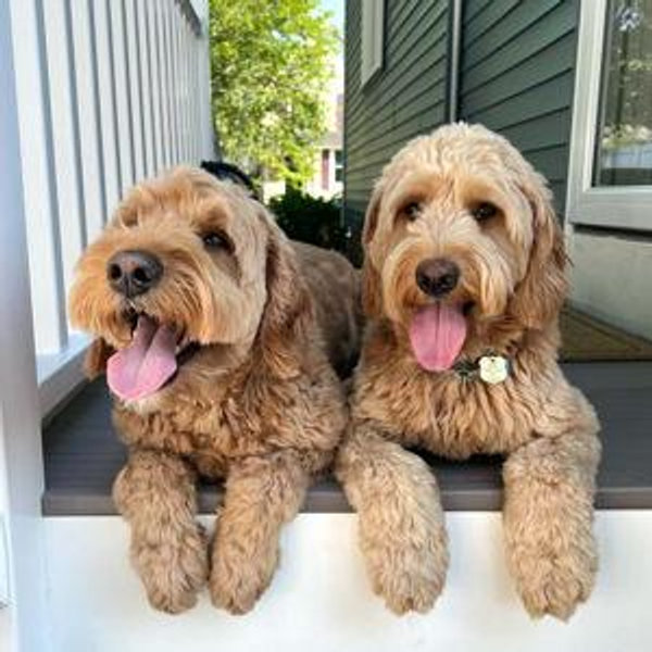 Maya & Maisie Fund