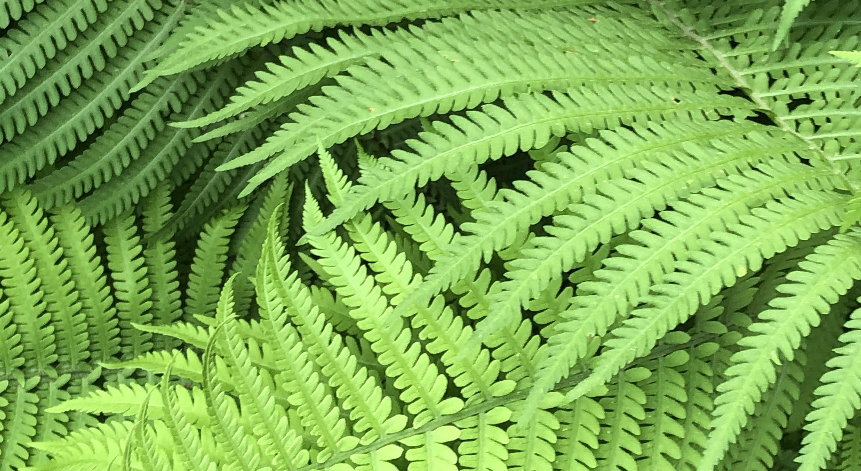 Footer image
