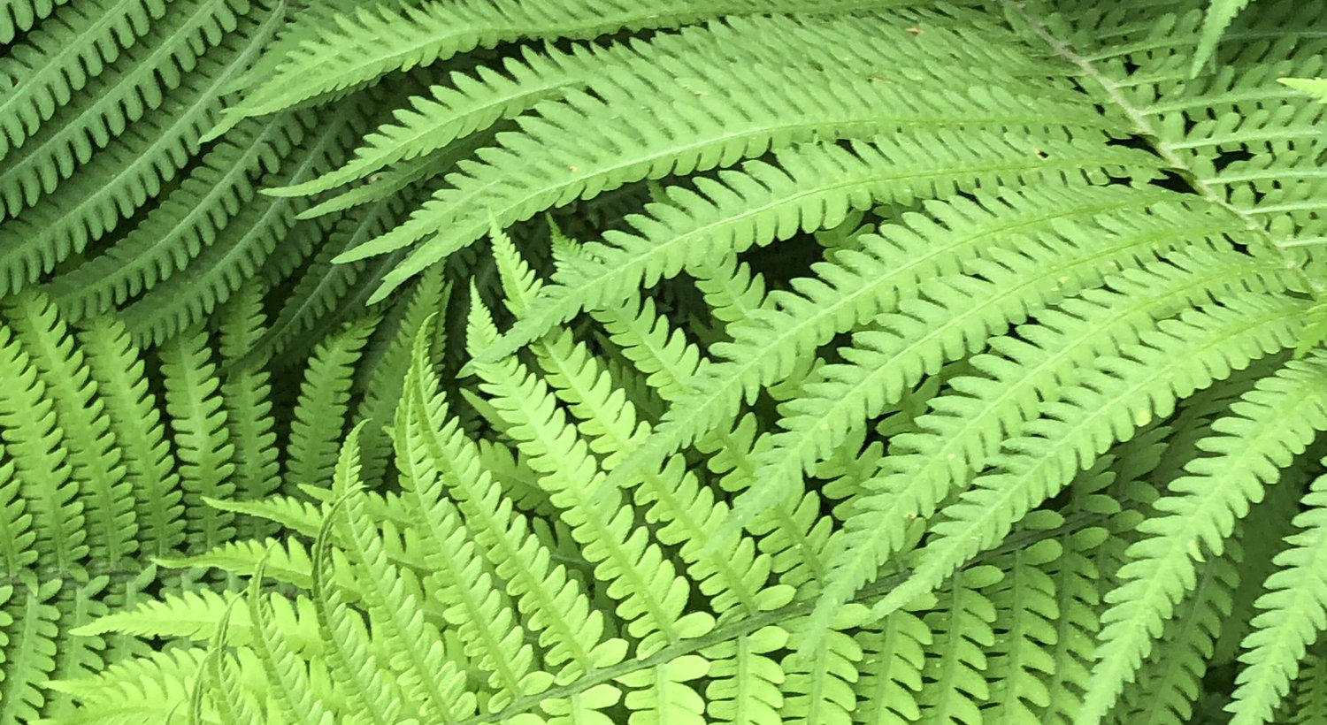 Footer image