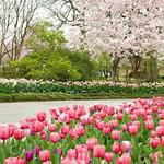 The Dallas Arboretum and Botanical Garden