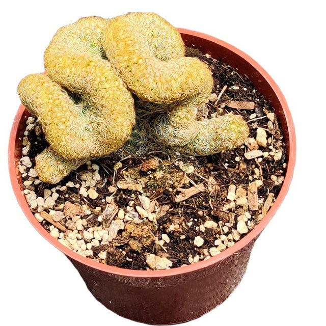 FOLIAGEMS Live Succulent Cactus Plants from USKC (4" Pot) (Mammillaria elongata cristata 'Brain Cactus')