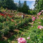 Washington Park: International Rose Test Garden