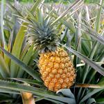 Dole Pineapple Plantation