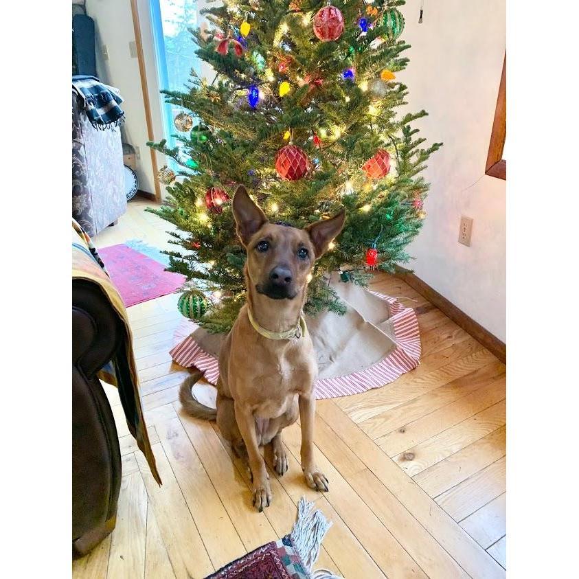 Christmas, 2019.