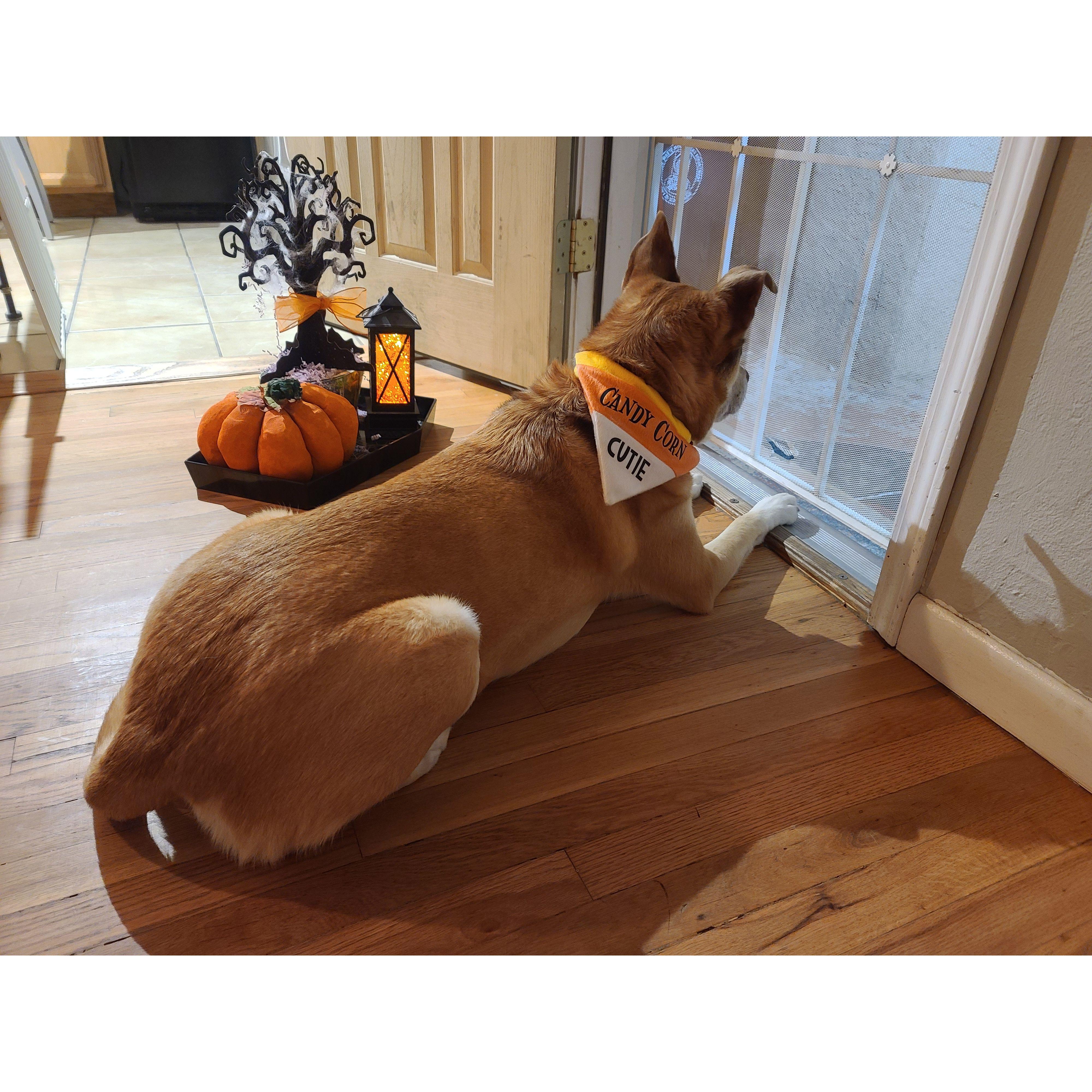 Freya waiting on people to come get candy on Halloween!