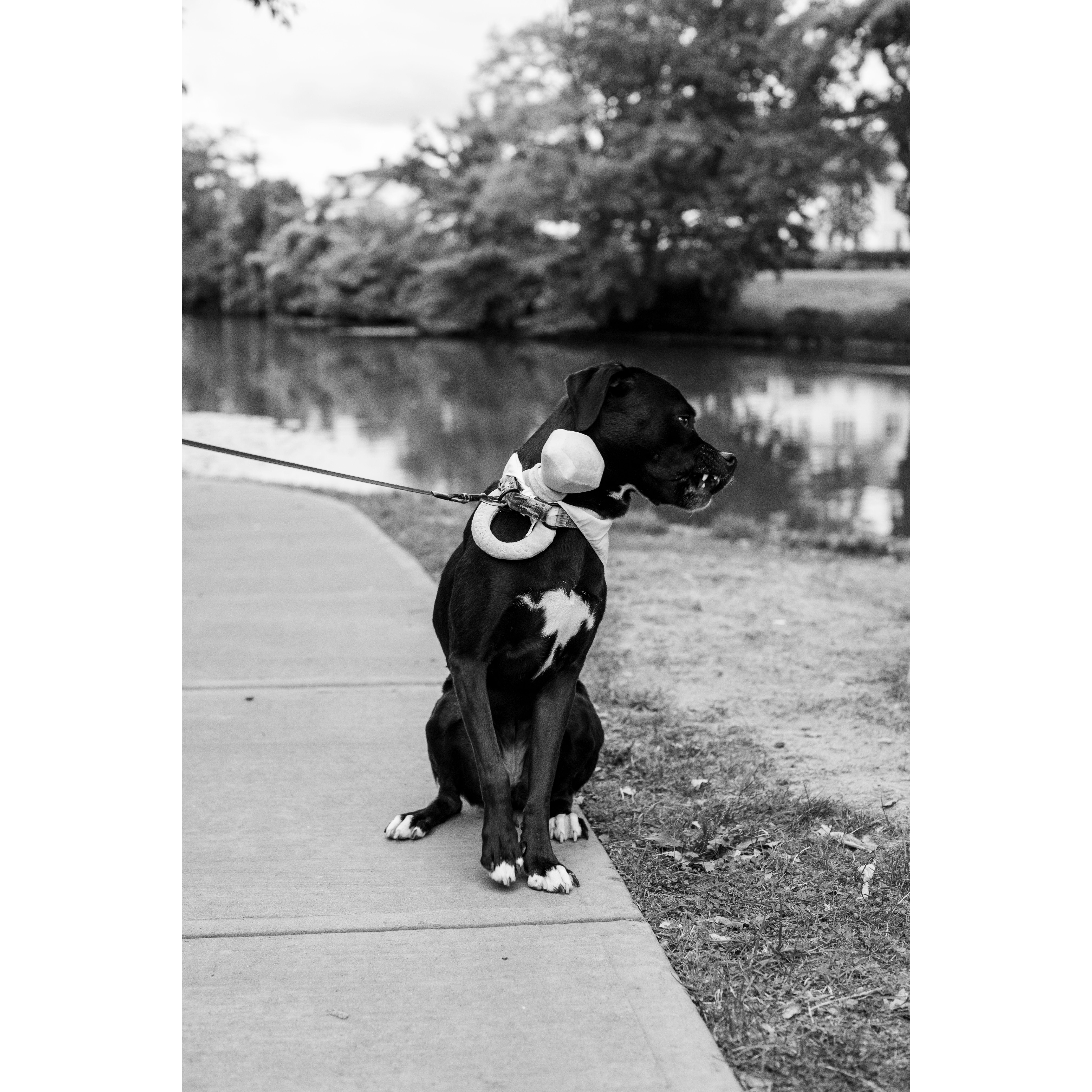 Just a fun picture of Korra from the engagement shoot