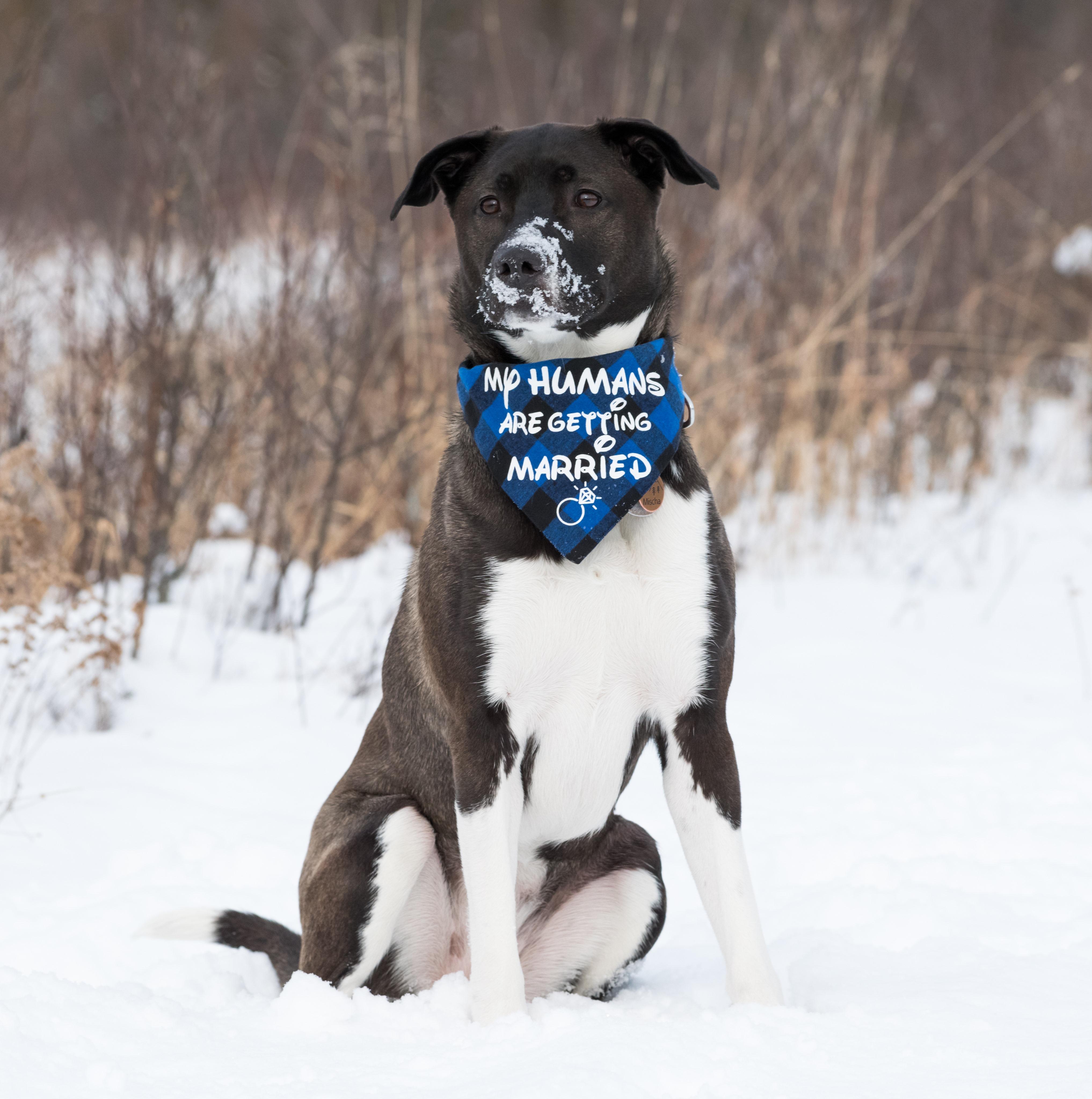 The Wedding Website of Lisa Cassidy and Stephen Hoffer